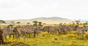 21 Days Adventure in East Africa