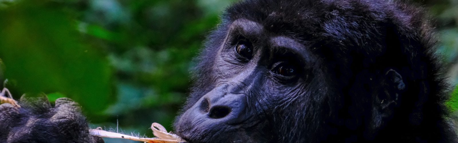 3 Days Bwindi Gorilla Trekking Safari