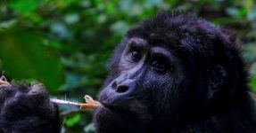 3 Days Bwindi Gorilla Trekking Safari