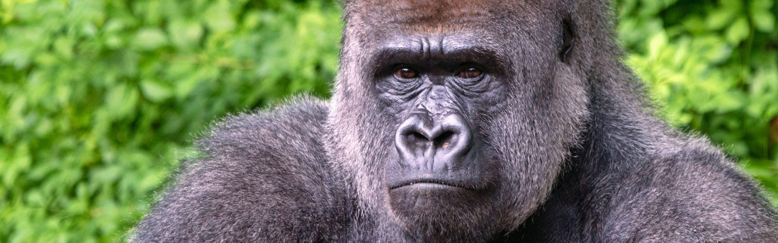 3 Days Lowland Gorilla Trekking Congo