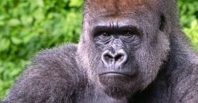 3 Days Lowland Gorilla Trekking Congo