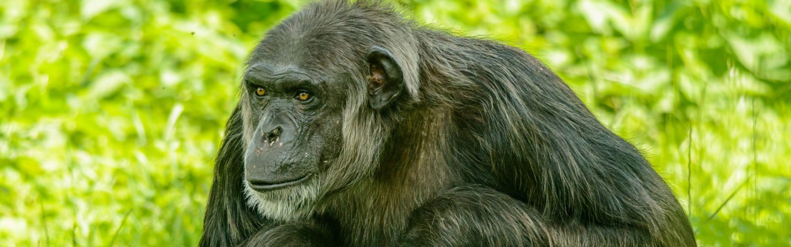 3 Days Rwanda Chimpanzee Trekking Nyungwe