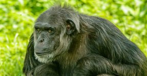 3 Days Rwanda Chimpanzee Trekking Nyungwe