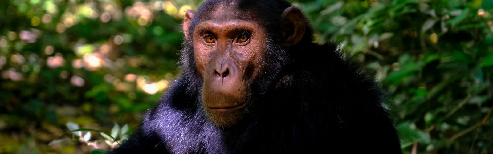 3 Days Uganda Chimpanzee Trekking in Kibale Forest