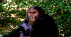 3 Days Uganda Chimpanzee Trekking in Kibale Forest