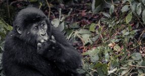 3 Days Virunga Gorilla Safari Congo