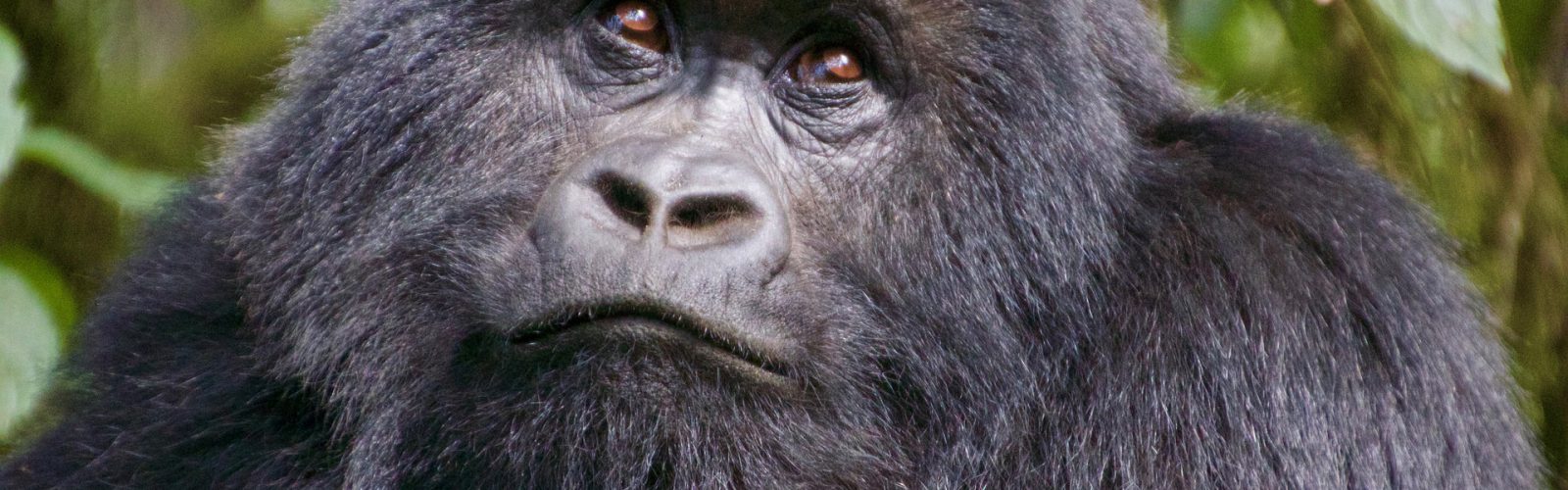 3 Days Volcanoes Gorilla Safari Rwanda