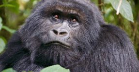 3 Days Volcanoes Gorilla Safari Rwanda