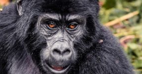 4 Days 2 Gorilla Treks Bwindi