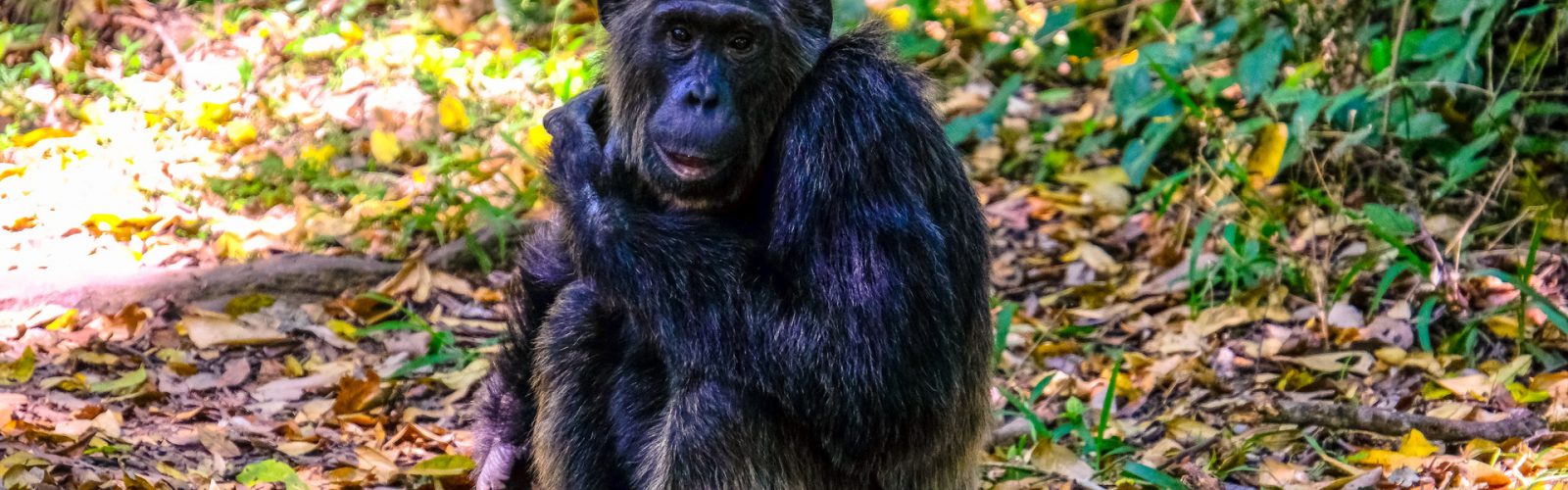 5 Days Congo Primates Safari