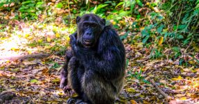 5 Days Congo Primates Safari