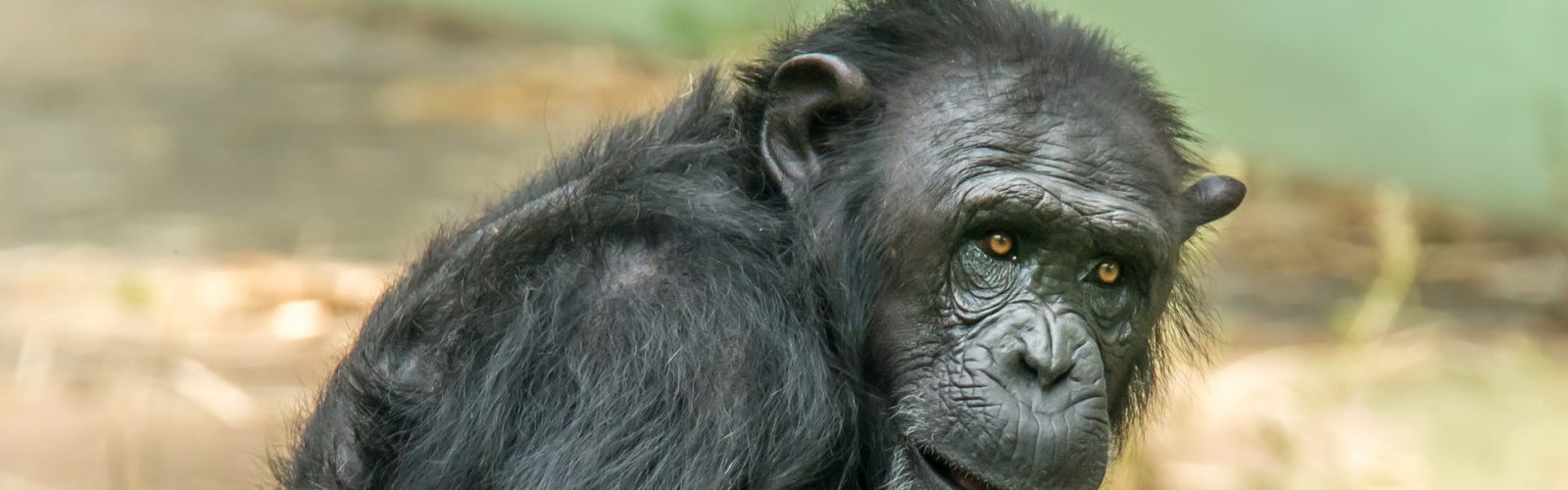 5 Days Rwanda Primates Safari