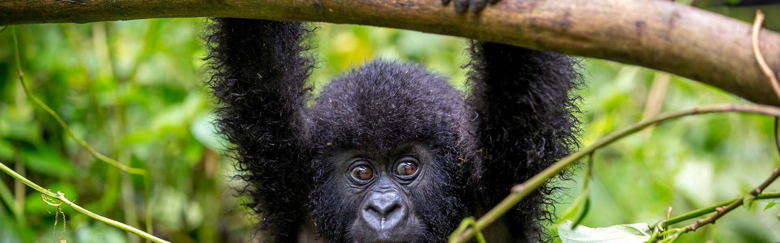 7 Days Impressive Rwanda Safari Webare